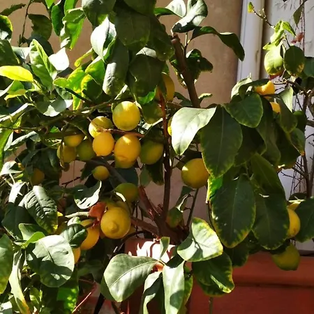 La Casa Dei Fiori Florencia