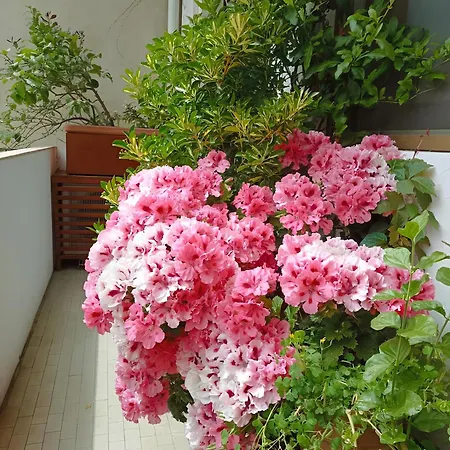 Apartamento La Casa Dei Fiori Florencia