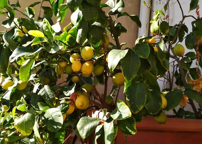 La Casa Dei Fiori Florencja